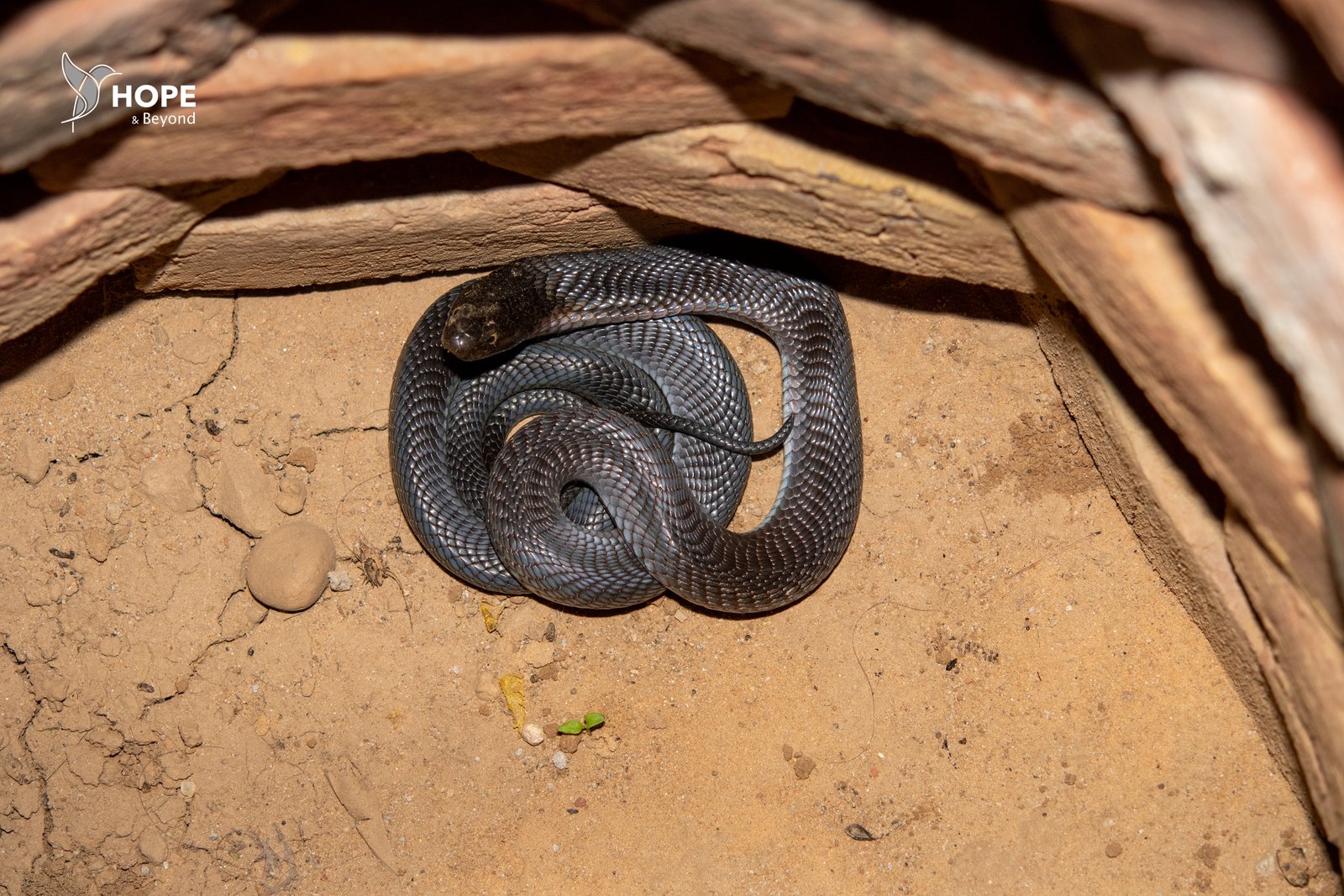 Wildlife Rescue / Snake Catcher Jaipur Rajasthan